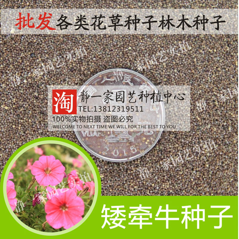 矮牵牛种子批发大牵牛花种子四季爬藤喇叭花混色优质混色重瓣多色