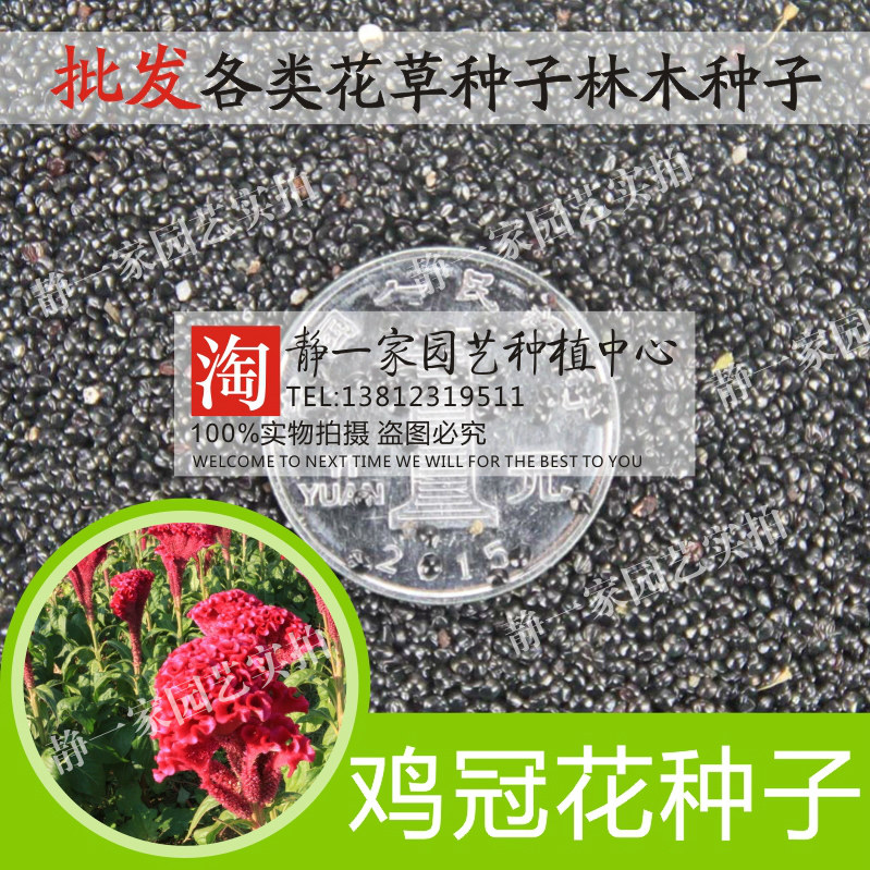 鸡冠花种子中药材种子冠状鸡冠花扇状鸡冠花庭院花园盆栽花种子