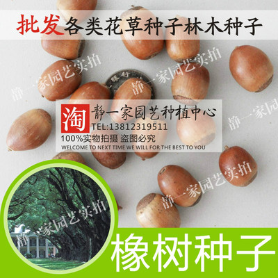 散装橡树种子批发 栎树种子橡子种子蒙古栎 麻栎夏橡种子槲树种子