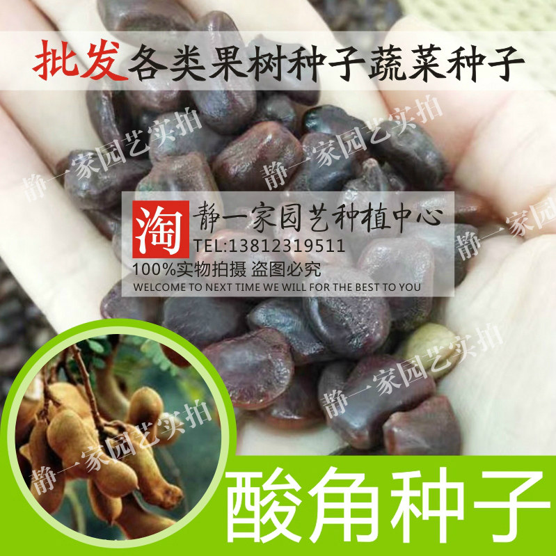散装酸角种子 酸豆 罗望子酸梅 酸角树种子 甜角种子果树种子