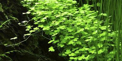 趴地爬地矮珍珠天湖葵箦藻叉柱花