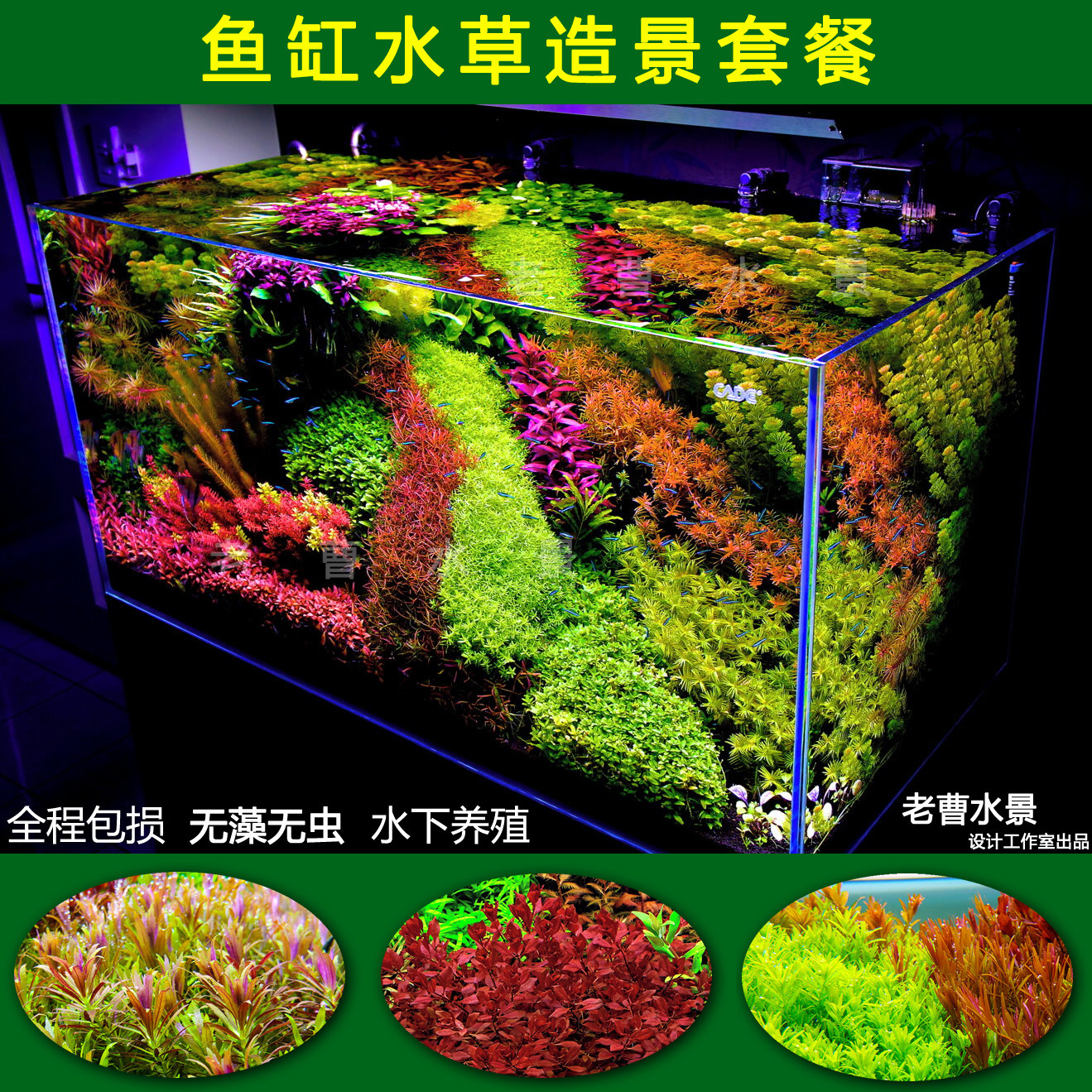 生态草缸桌面小米鱼缸荷兰景套餐水草