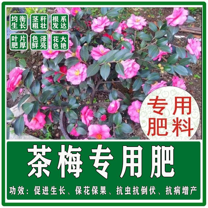 茶梅专用肥有机肥复合肥底肥追肥冲施肥叶面肥水溶肥催花多多粗壮