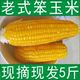 现摘现发农村新鲜老玉米笨玉米老式 玉米棒生玉米笨玉米苞米5斤装