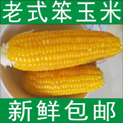 现摘新鲜老式非转基因玉米棒