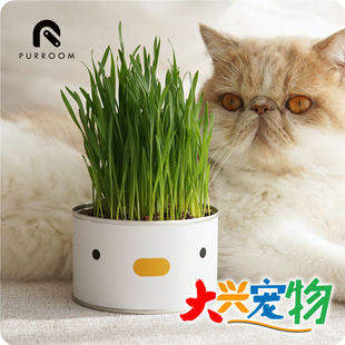 中国 PURROOM 小叽猫草罐头●无土懒人种法●七日收获 手植の乐趣