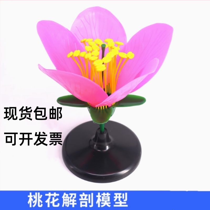 桃花模型花蕊花瓣放大模型生物实验模型花的结构教具桃花中考实验