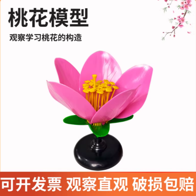 桃花模型花蕊花瓣放大模型生物实验模型花的结构教具桃花中考实验