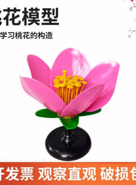 桃花模型花蕊花瓣放大模型生物实验模型花的结构教具桃花中考实验