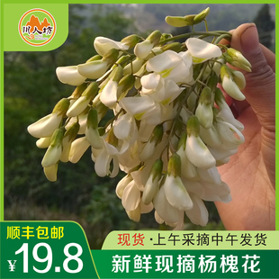 现采摘新鲜野生杨槐花骨朵食用花苞洋槐花鲜嫩人工采摘野菜包邮