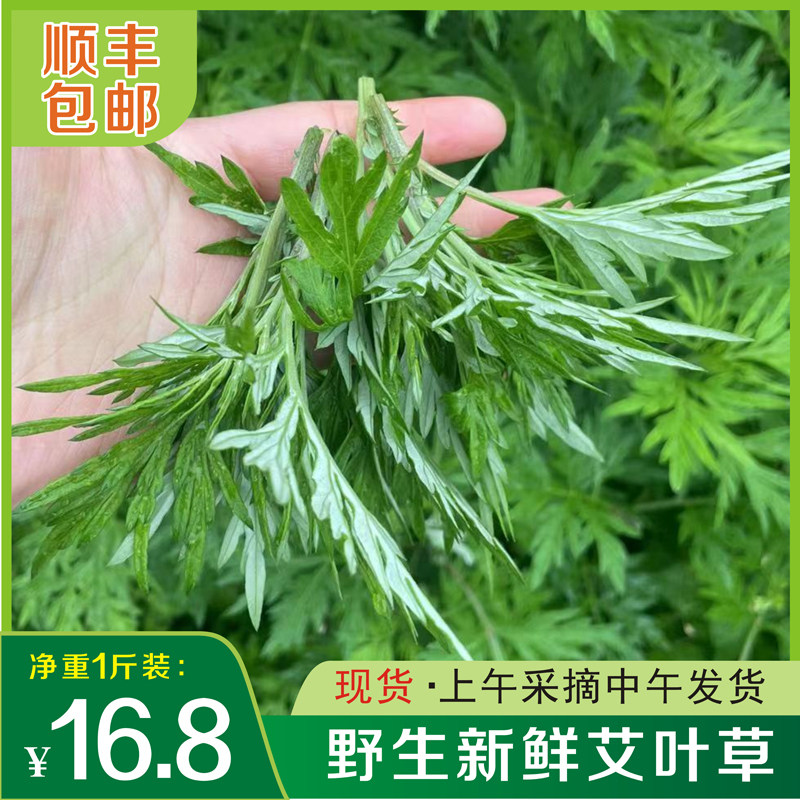 野菜新鲜嫩芽现采艾叶草糍粑野生叶菜类