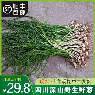 四川新鲜现挖现货野葱野蒜小根蒜野胡葱薤白香葱野菜现卖顺丰包邮