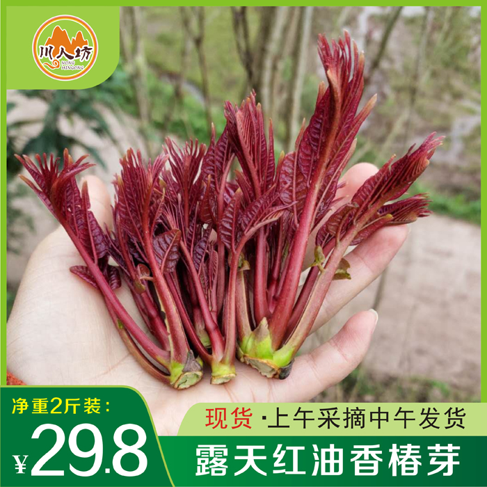 香椿四川现货现摘现发红油香椿芽新鲜露天头茬香春芽蔬菜包邮