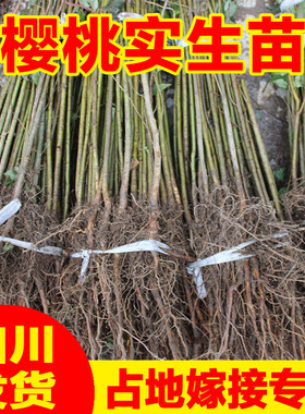 大青叶樱桃实生苗樱桃砧木樱桃母本樱桃山樱桃苗占地嫁接苗木