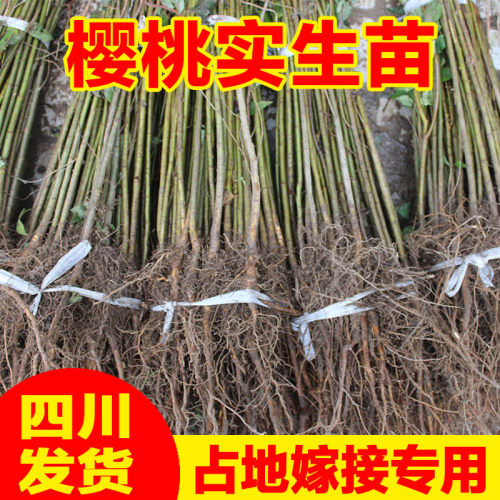 大青叶实生苗砧木实生苗