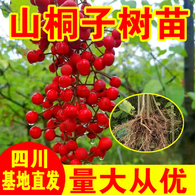 四川山桐子树苗基地组培苗种苗批发食用油桐子树 小树苗现挖现发
