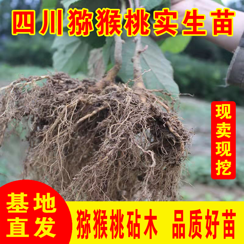 四川母本猕猴桃水杨实生苗