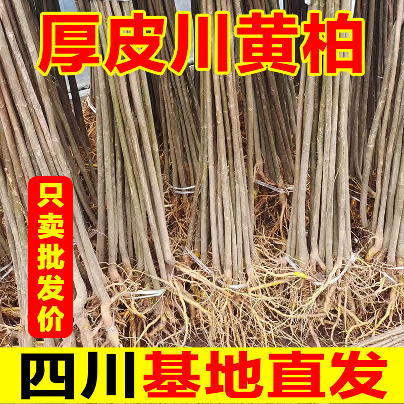 四川大叶厚皮川黄柏树苗中药材树苗黄檗树苗剥皮卖种植批发基地