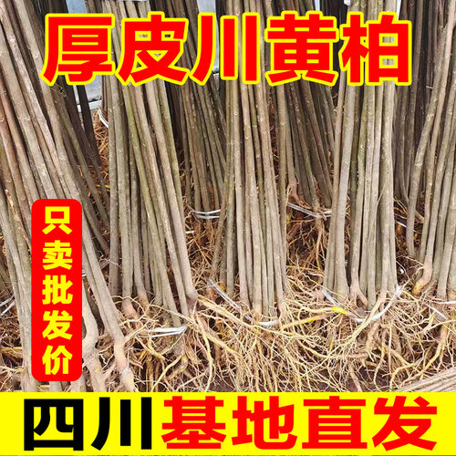 黄柏树苗厚皮中药材川黄柏苗