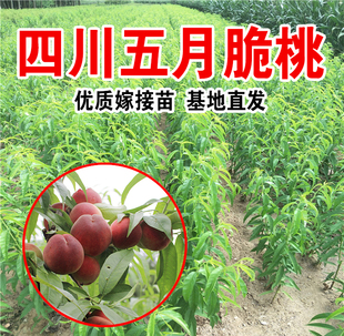 四川桃树嫁接苗果苗脆桃果树苗血桃地载盆栽南北种植果苗当年结果