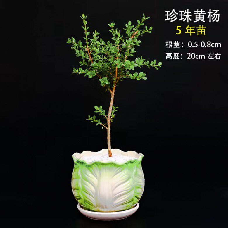 大别山鱼鳞木舒城金边珍珠黄杨花卉盆景园艺办公绿植提神促销包邮