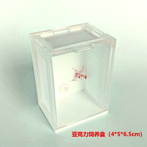 螳螂饲养盒昆虫饲养盒跳蛛饲养盒亚克力饲养盒昆虫观察盒宠物