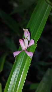 兰花螳螂宠物昆虫活体螳螂桌面宠物螳螂昆虫摄影另类宠物