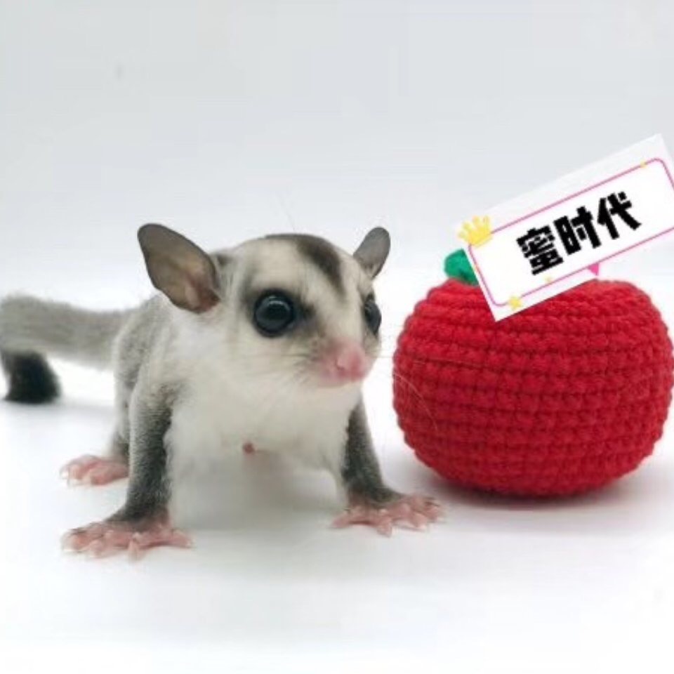 澳洲蜜袋鼯小飞鼠幼崽  蜜袋鼬活体另类蜜袋鼠异物鼠家养小宠物|msdalam kategori haiwan peliharaan/makanan haiwan dan bekalan, hamsters kelas haiwan peliharaan dan lain-lain kecil, tupai terbang - dari Buy2taobao.com untuk memberikan perkhidmatan ejen Taobao profesional membeli