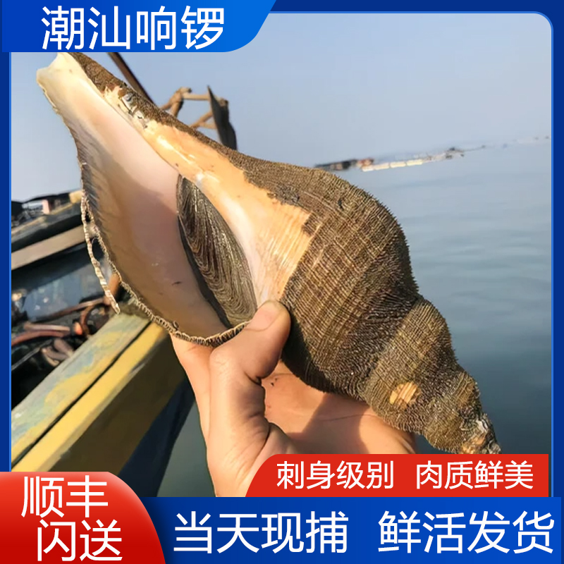 潮汕薄壳响螺野生特大海螺鲜活