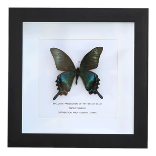 绿带翠凤蝶真蝴蝶标本相框昆虫艺术品展示框天堂凤蝶原蝶礼物摆件