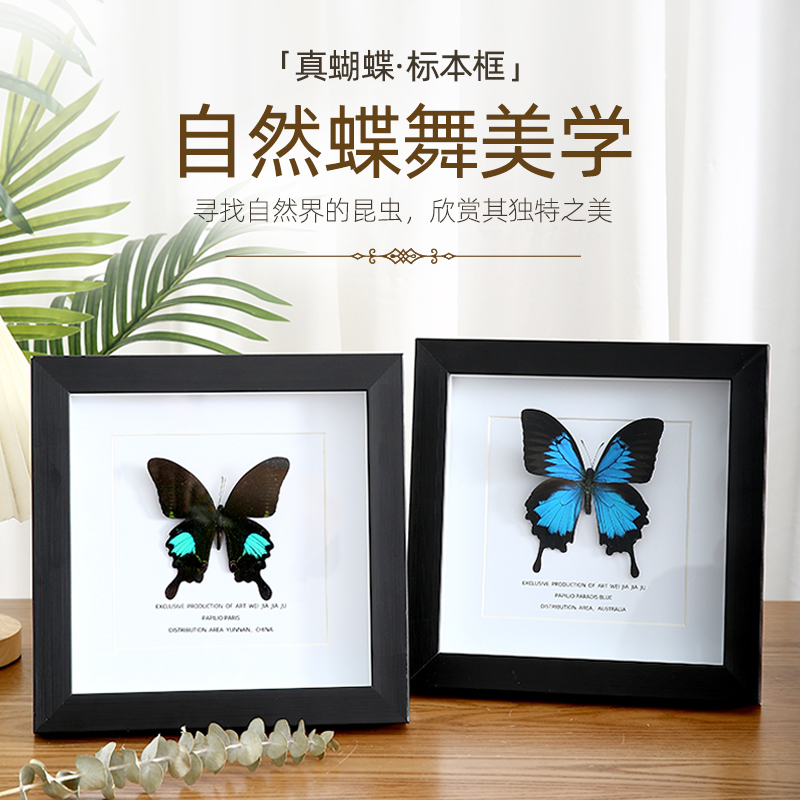 真蝴蝶标本相框绿带翠凤蝶展示框