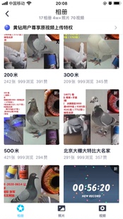 双子束鸽子活体信鸽一对活鸽子青年鸽鸽散养鸽雨点瓦灰鸽子活