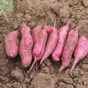 红薯，白瓤红薯，怀来沙窝地甜糯好吃，五斤试吃品鉴包邮