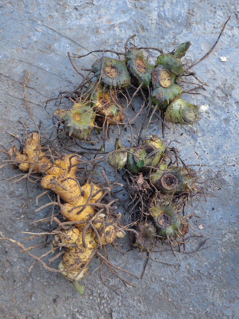 湖南深山野外现挖中草药黄精老虎姜草药黄精苗栽种中药材泡酒包邮