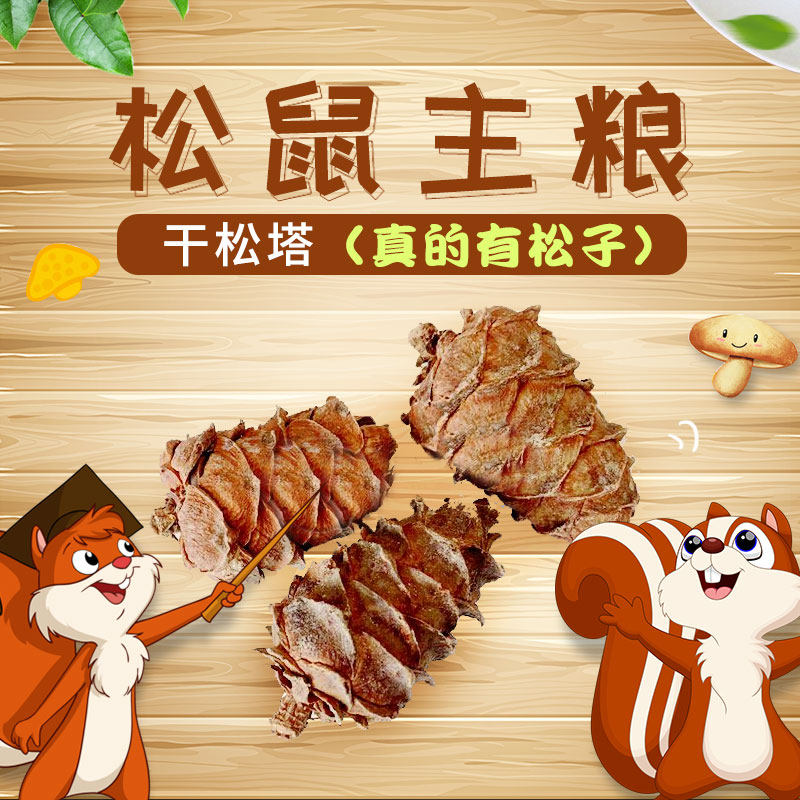 松鼠粮食磨牙粮食主粮松果干松塔偃松塔真的有松子仓鼠花枝鼠沟通