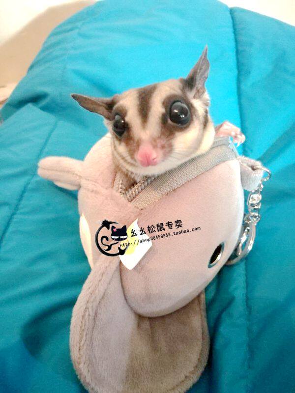 蜜袋鼯外出包仓鼠鼯鼠小型宠物迷你多色卡通便携式四季可用外带包