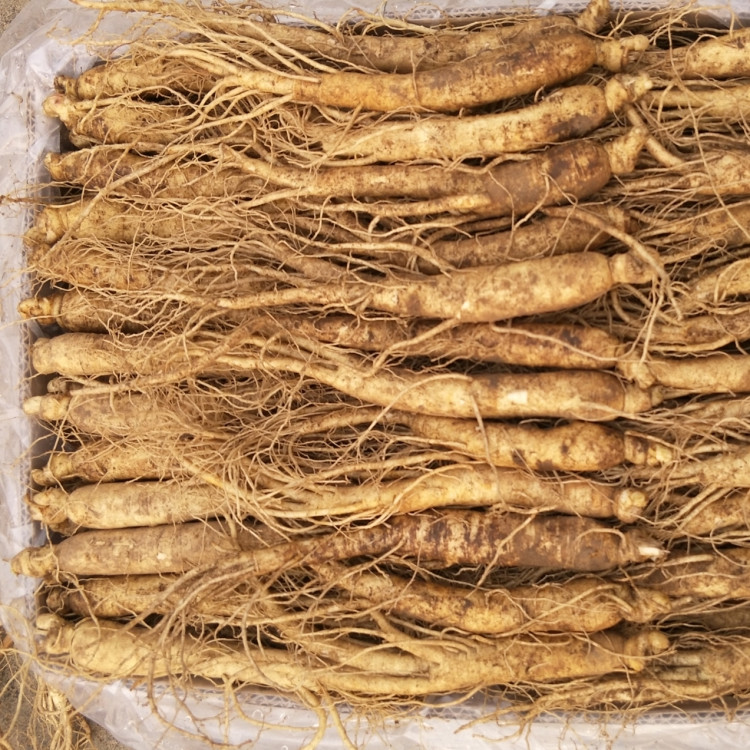 人参长白山野山参鲜东北小人生林下参泡酒草参