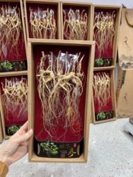 长白山林下参15-18年山参桓仁山参干货吉林林下参礼盒东北干人参