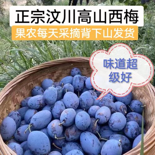 汶川西梅现摘现发今年口感特别好