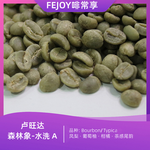 24季卢旺达 森林象 水洗 波旁 铁皮卡 凤梨|葡萄柚|柑橘|茶感尾韵