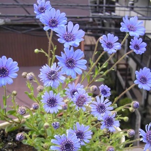 宿根费利菊种子蓝玛格丽特异叶蓝雏菊花种籽子春秋播四季 阳台庭院