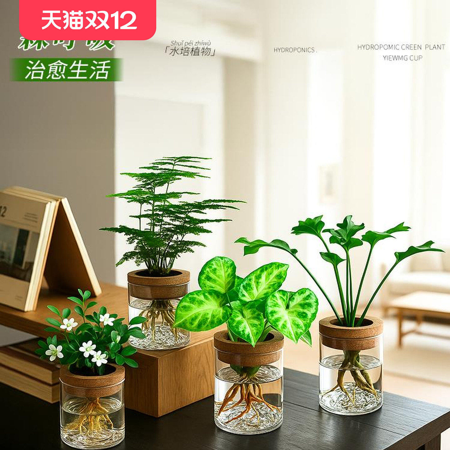 文竹室内小盆栽水培绿植物水养水生花卉办公桌面盆景禅意摆件客厅