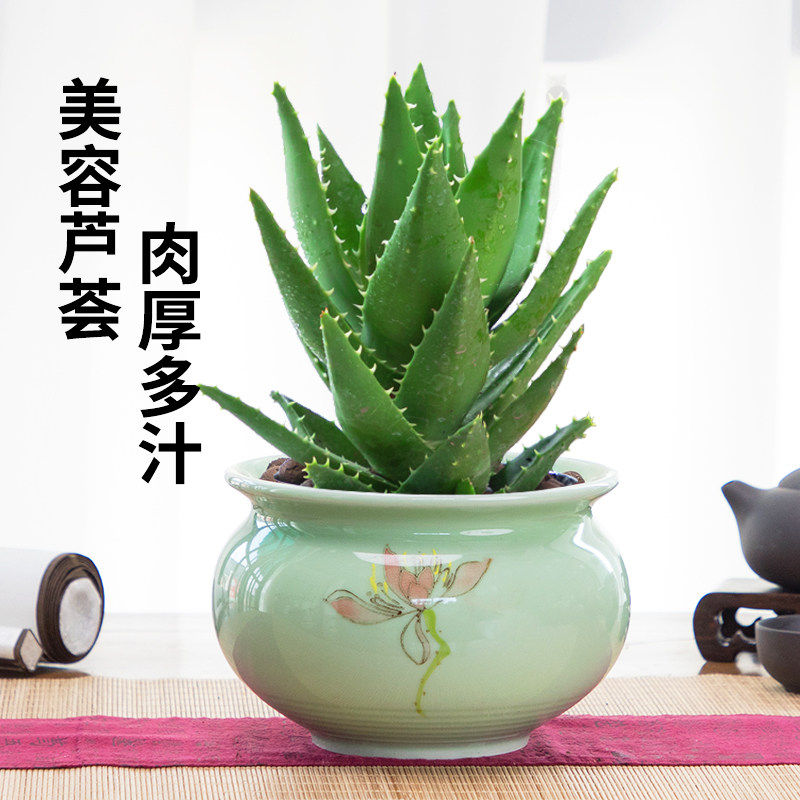 芦荟盆栽含盆可食用室内净化空气植物大盆好养多肉