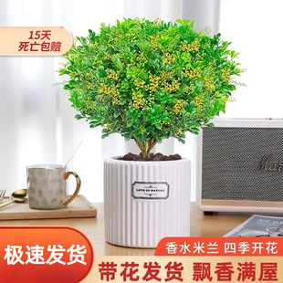 米兰花盆栽植物花卉室内多季开花带花苞浓香好养老桩盆景驱蚊绿植