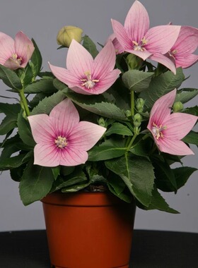 日本SAKATA进口矮生桔梗种子花籽花种五星系列耐热耐寒宿根多年生