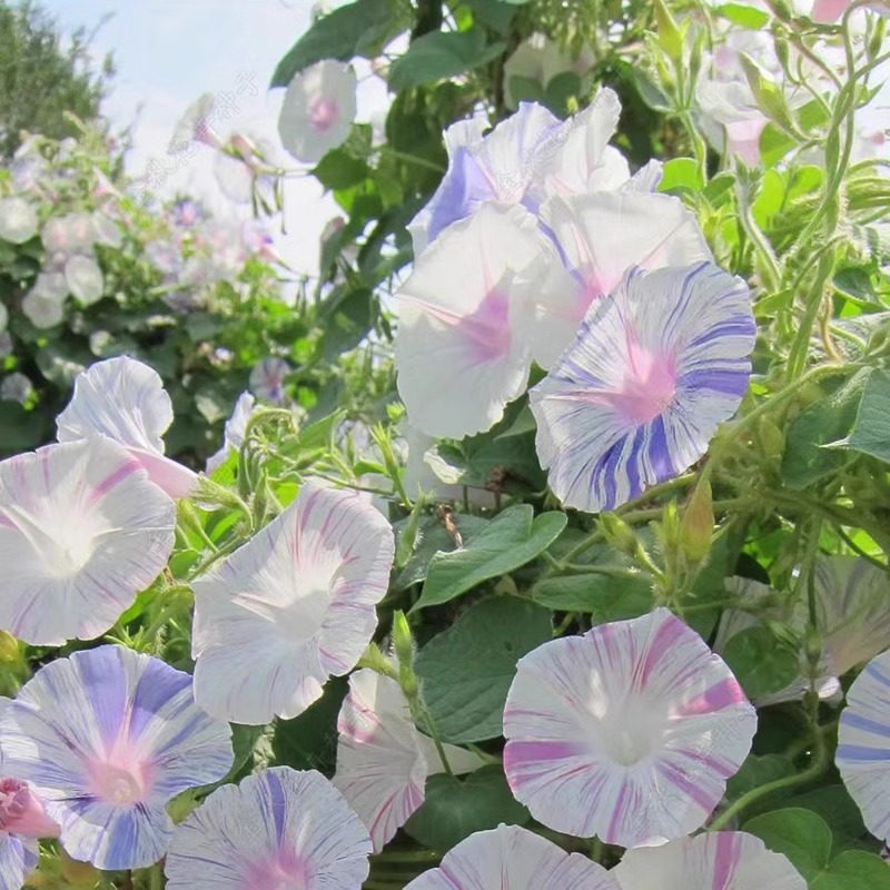 白色间斑色大牵牛花种子爬藤垂吊盆栽庭院室内阳台植物四季种易活