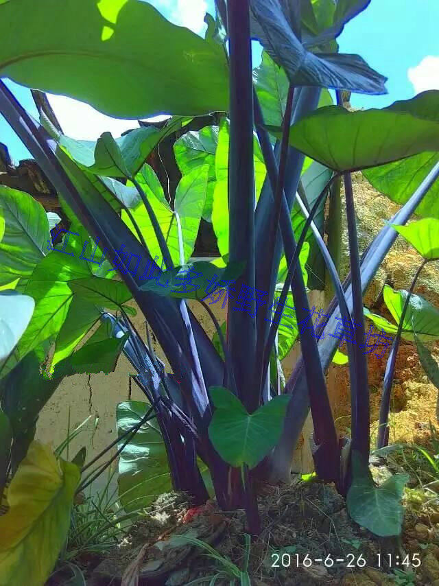 野生黑叶芋药芋红芋紫芋 有芋头芋梗卖 观赏药材食用皆可