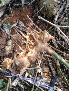 广西野生姜 山姜 风姜 高良姜竹叶 姜药用生鲜块根500g