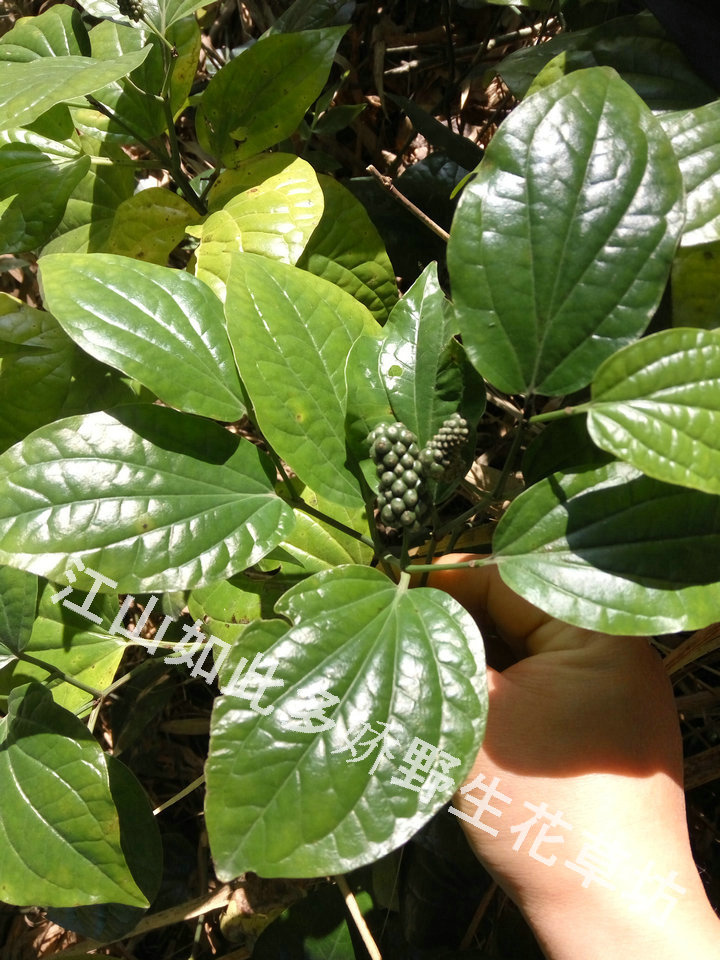 野生蛤蒌 山蒌 大柄蒌 马蹄蒌 假娄香草可食佐料绿植盆栽四季