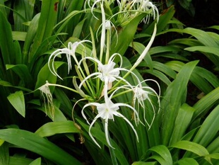 蜘蛛兰、蜘蛛百合 带叶兰种苗    四季常绿植物 观赏盆栽